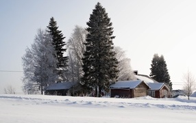 Snow-covered trees and houses in winter
