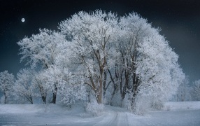 Tall white frosted tree at night