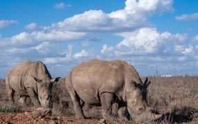 Два больших носорога на фоне неба