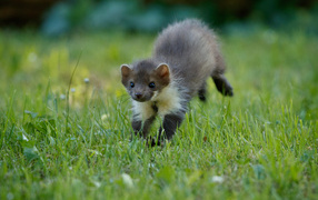 Little weasel on green grass