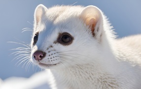 White weasel close up