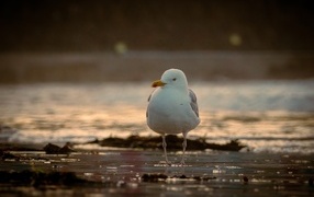 A large seagull stands in the water