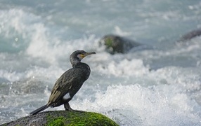 Cormorant sits on a stone by the stormy sea