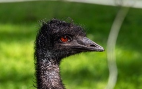Emu head close up