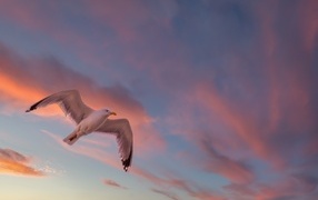 Great white gull in the sky at sunset