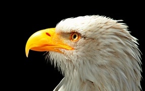 Head of a bald eagle with a yellow beak on a black background