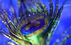 Shiny peacock feather on blue background