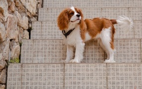 King Charles Spaniel standing on the steps