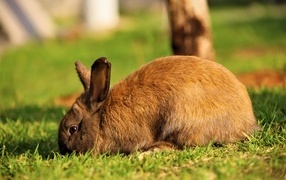 Big rabbit grazing on the grass