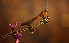 A large mantis sits on a plant in the sun