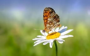 Brown butterfly sits on a white daisy flower