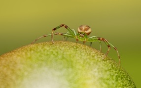 Green spider sitting on a fruit