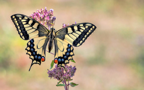 Swallowtail butterfly sits on a pink flower