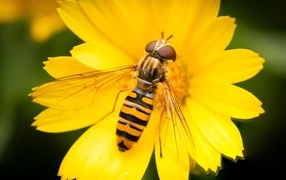 The buzzer sits on a yellow flower