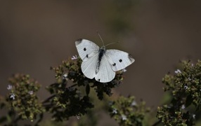 White cabbage butterfly sitting on a plant