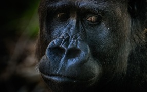Big sad black gorilla