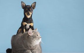 Big gray cat with a dog on a blue background