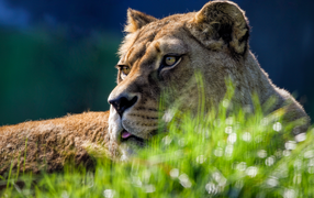 A large lioness lies in the green grass