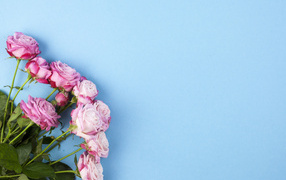 Букет розовых роз на голубом фоне, шаблон для открытки 