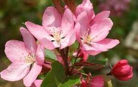 Крупные розовые цветы на ветке