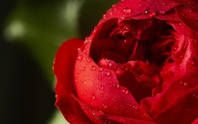 Red rose flower in dew drops close-up