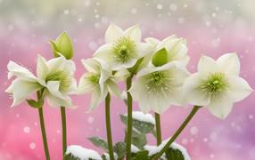 White Christmas rose on pink background