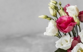 Белые и розовые цветы эустомы на сером фоне