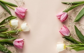 White and pink tulips with gypsophila flowers on a pink background