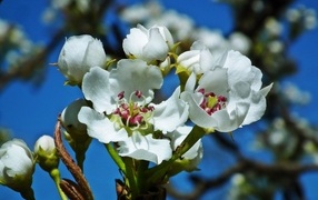 White pear flowers on a branch in spring
