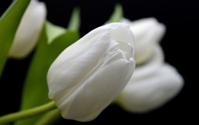 Белый настоящий тюльпан крупным планом