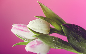 Белые тюльпаны в каплях воды на розовом фоне