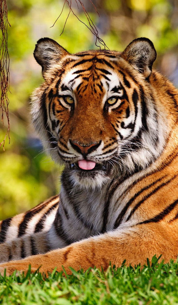 Уссурийский тигр