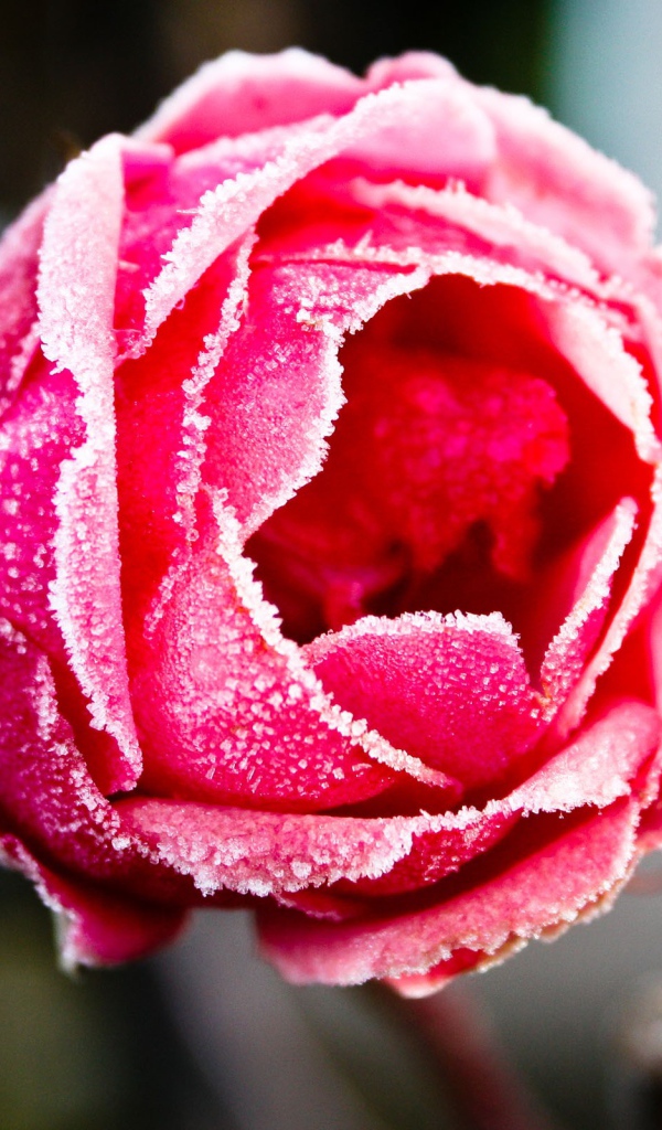 Отмороженная роза