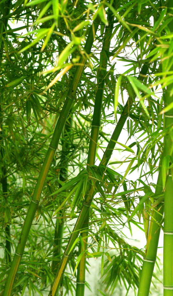 Тема бамбука
