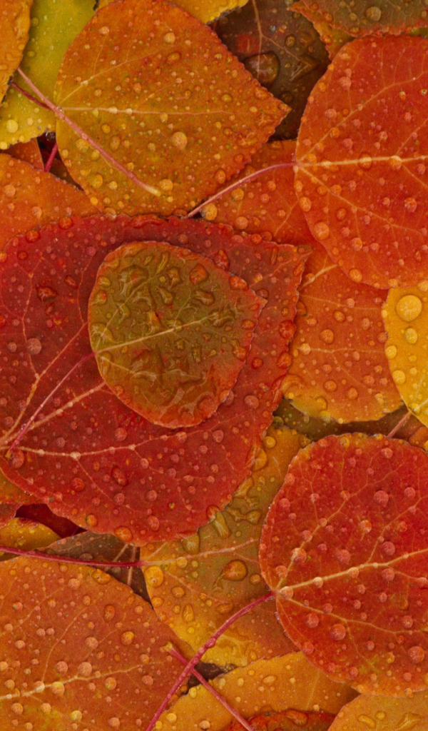 Осенняя текстура