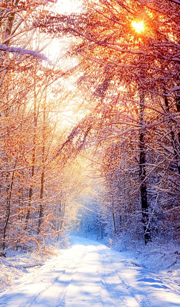 Закат в снежном лесу