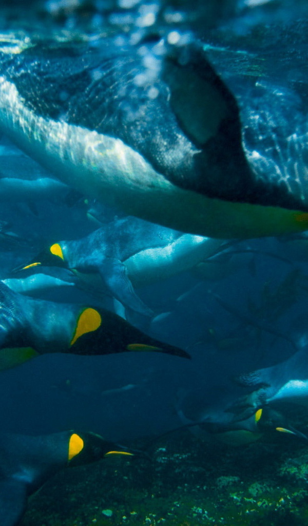 Плывущие пингвины
