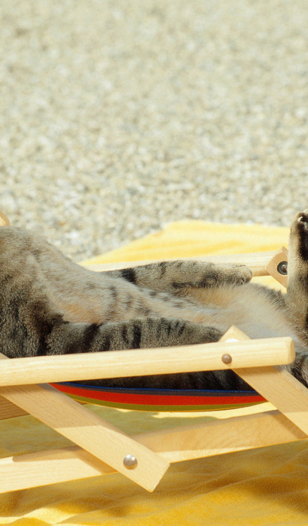 Sunbathing Cat
