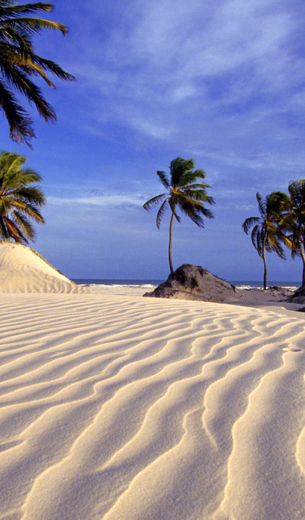 Beach and palm trees in Brazil Desktop wallpapers 600x1024