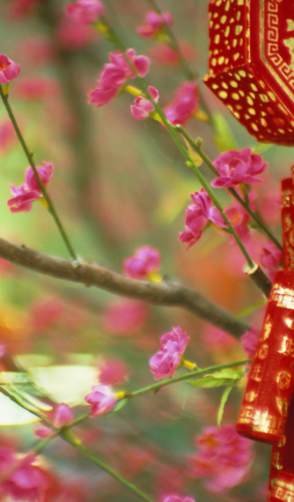 Цветущие растения в Китае