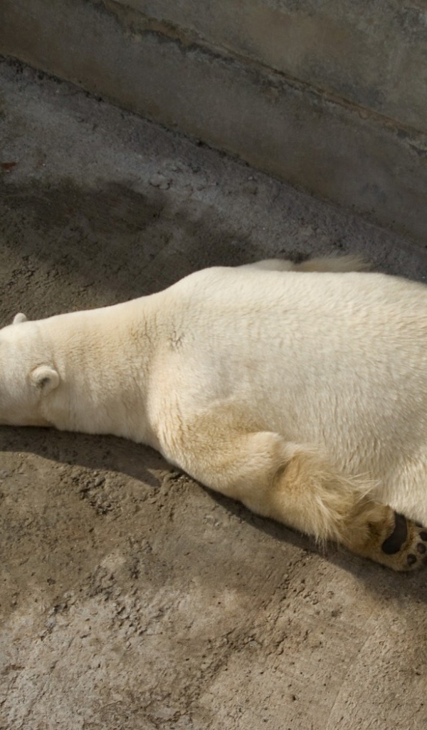 Отдыхающий белый медведь