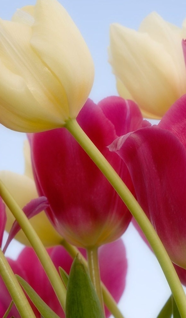 Placer tulips