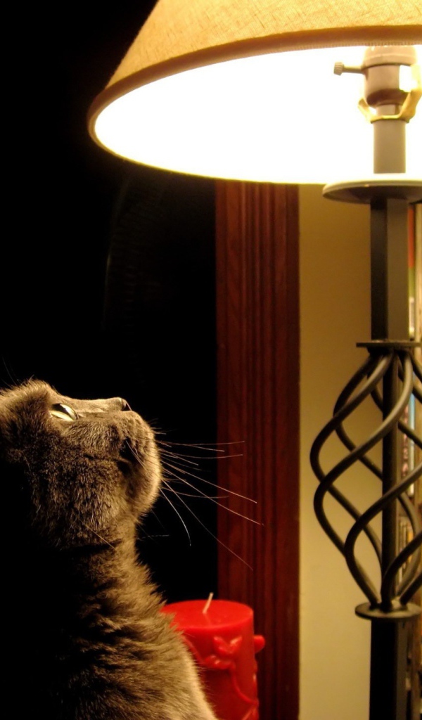 Кот и лампа