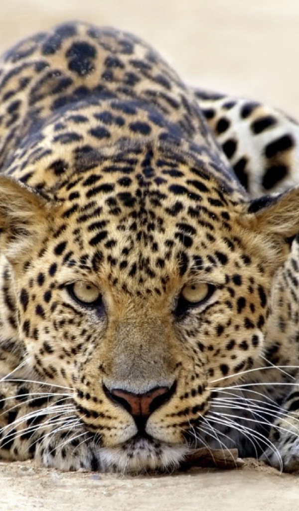 Леопард атакует