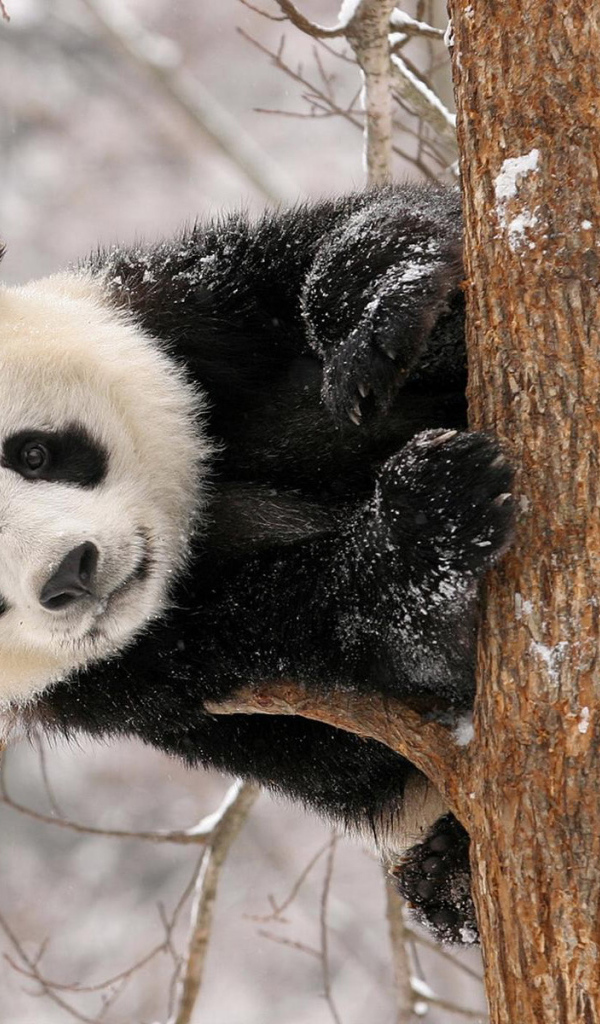 Панда на дереве