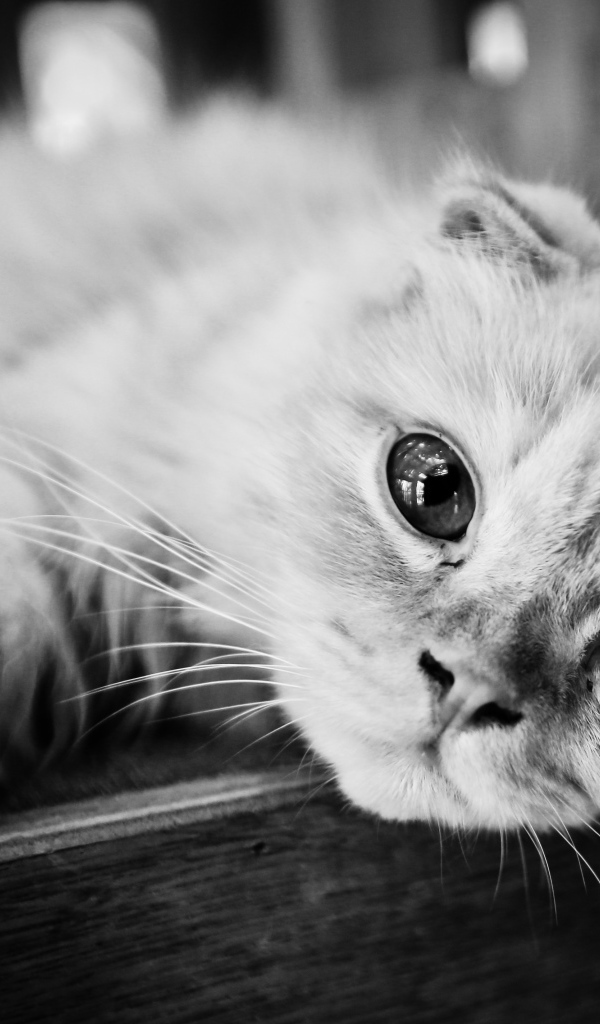 Красивый шотландский вислоухий кот, черно-белое фото