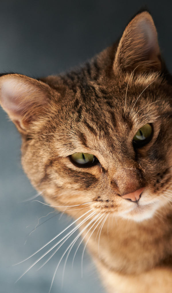 Красивый коричневый кот с зелёными глазами