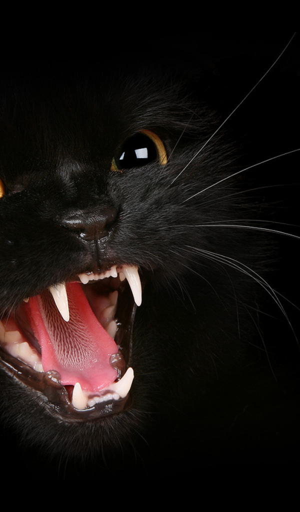 Клыки черного кота