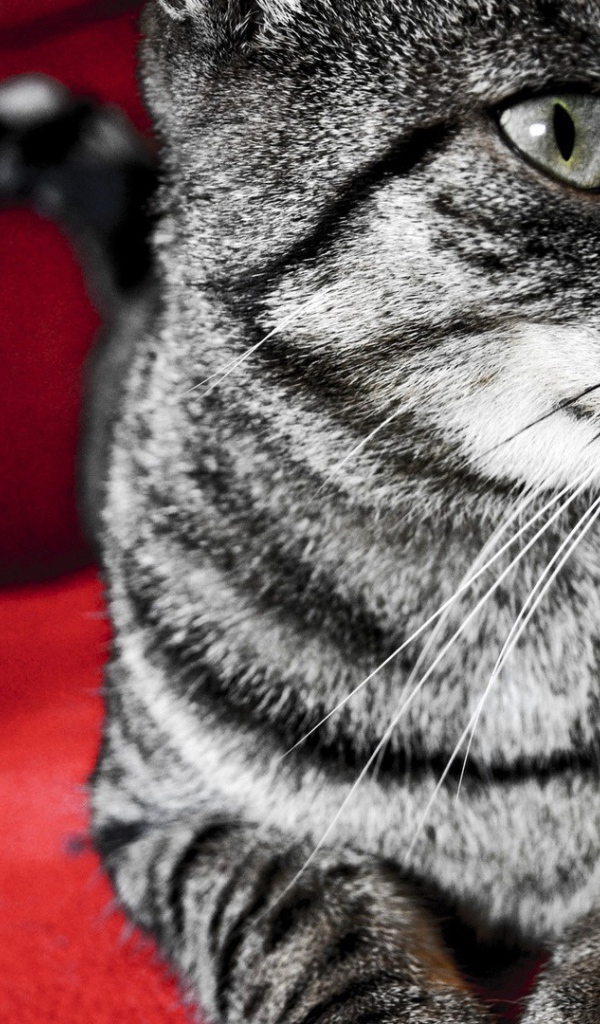 Серый кот на красном стуле