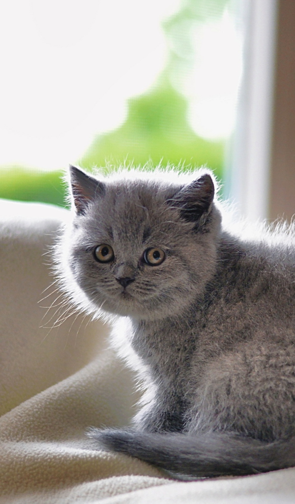 Серый маленький испуганный кот